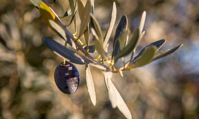 Vitaminas en Aceite de Oliva