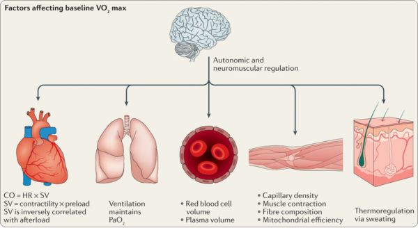Factores VOMax2